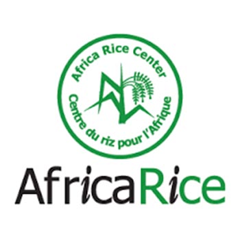 africa rice