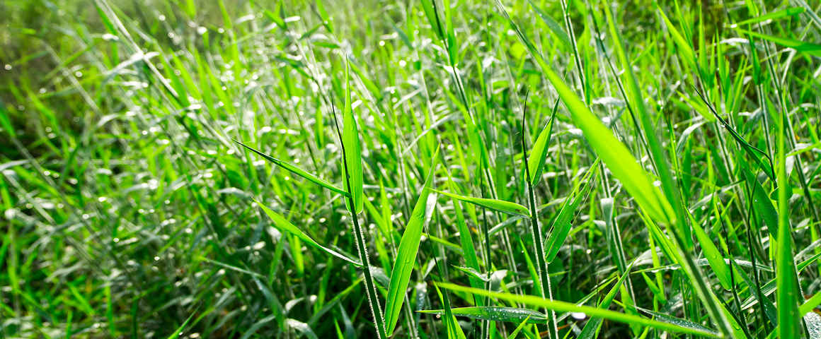 fiche technique : panicum maximum Mauritanie