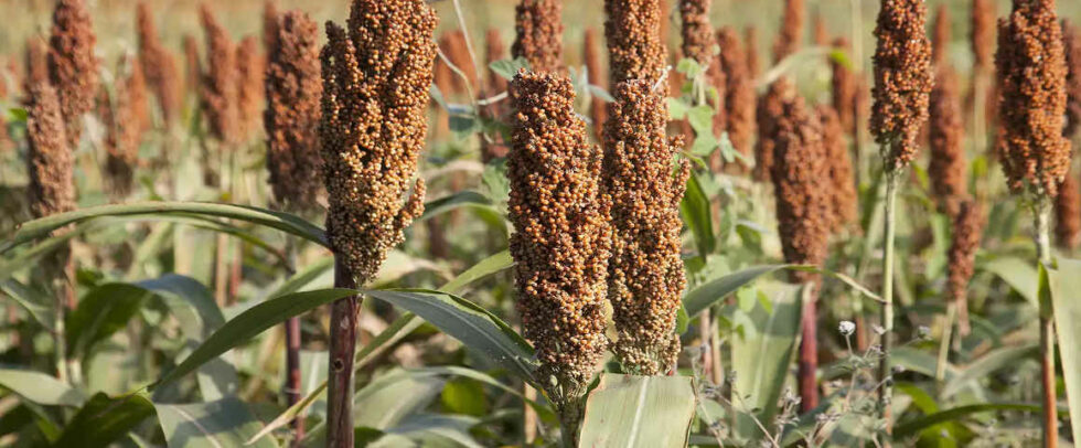 Fiche technique de cnrada