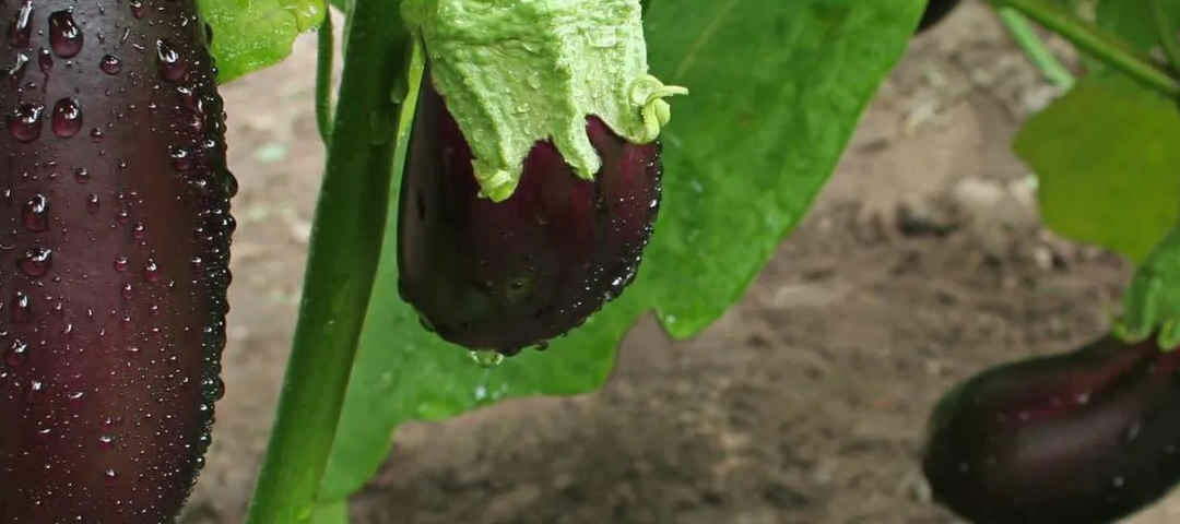 Fiche Technique de l’Aubergine