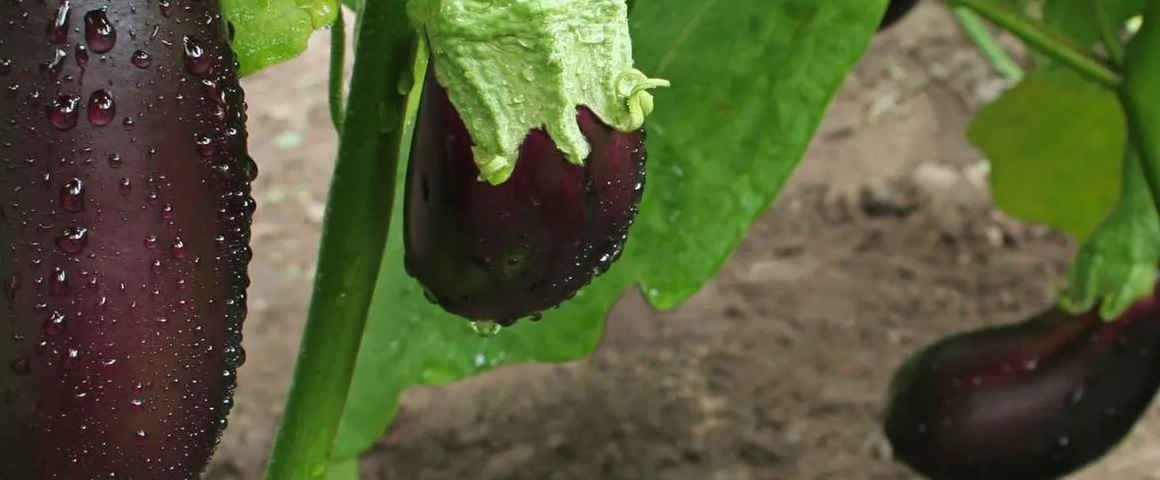 Aubergine