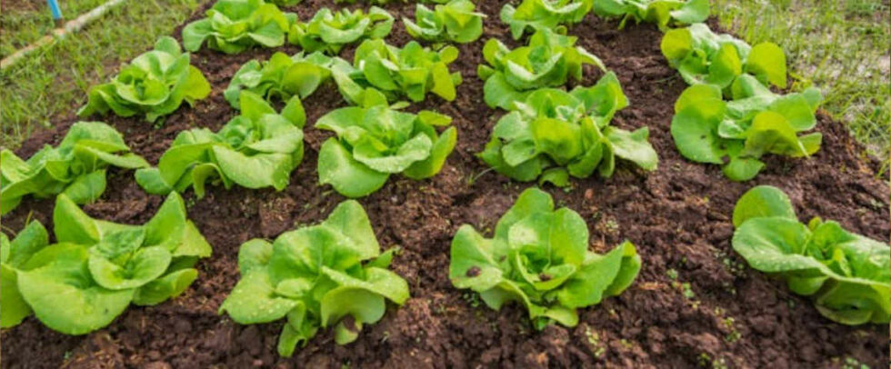 Fiche Technique de la Laitue cnrada