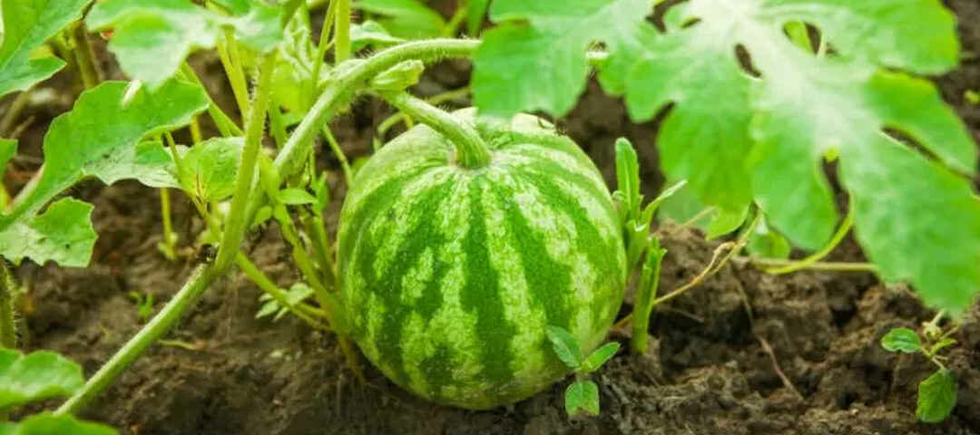 Fiche Technique du Melon et de la Pastèque