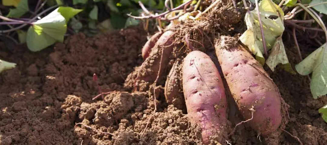 Fiche Technique de la Patate Douce