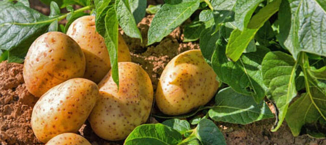 Fiche Technique de la Pomme de Terre