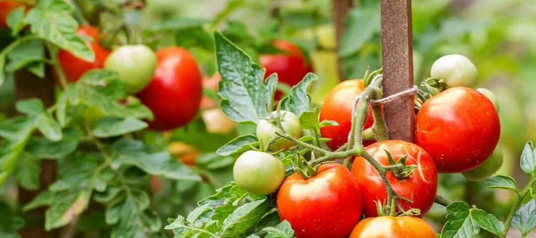 Fiche Technique de la Tomate