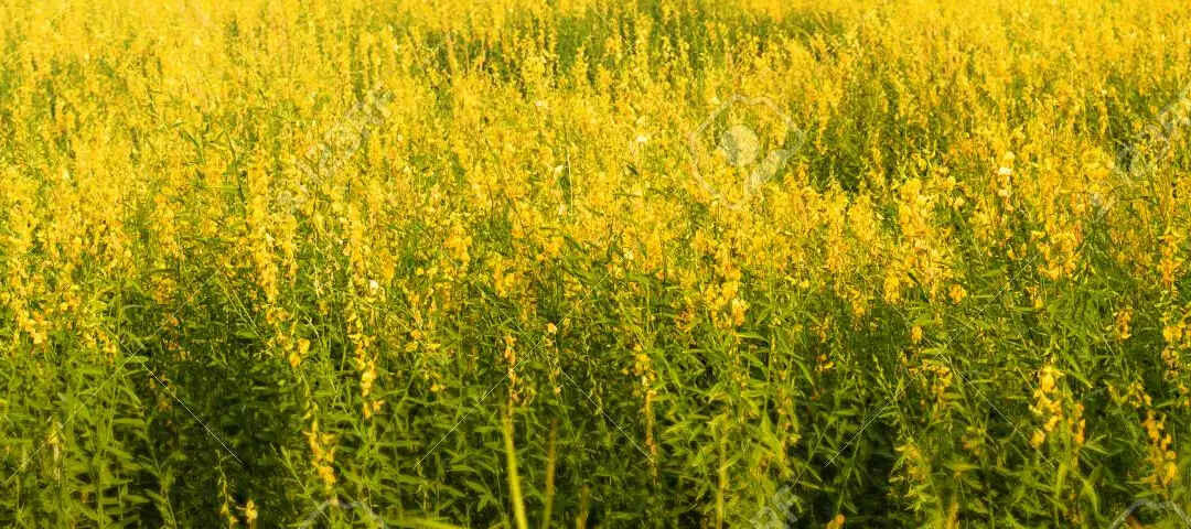 Fiche technique de Crotalaria