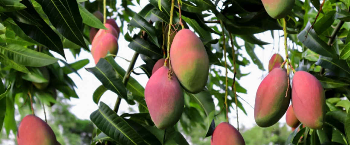 fiche pratique des mangiers - mauritanie