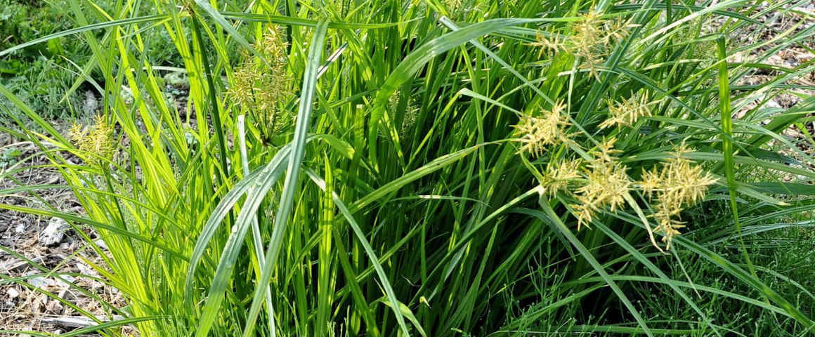 Cyperus-esculentus