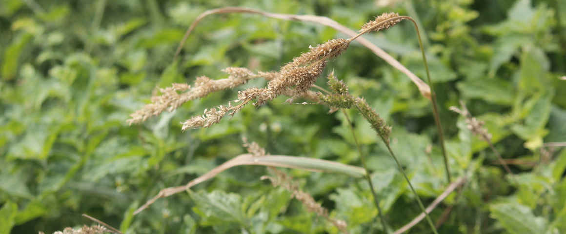 Echinochloa-crus