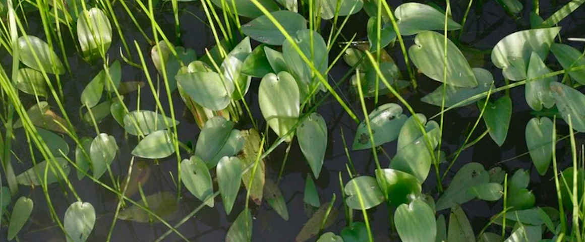 Heteranthera-callifolia-Rchb.-Ex.-Kunth