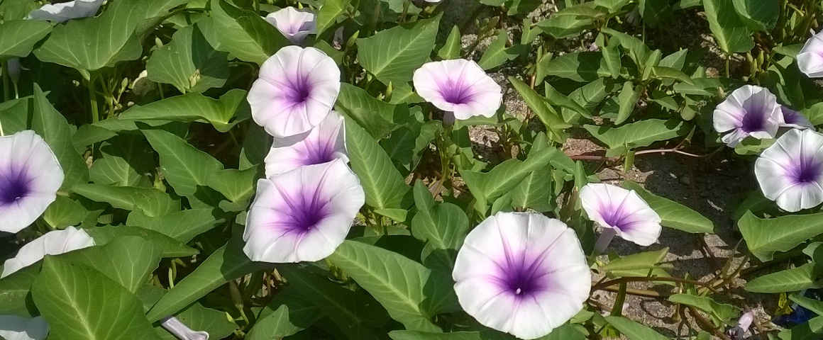 Ipomoea-aquatica-Forssk