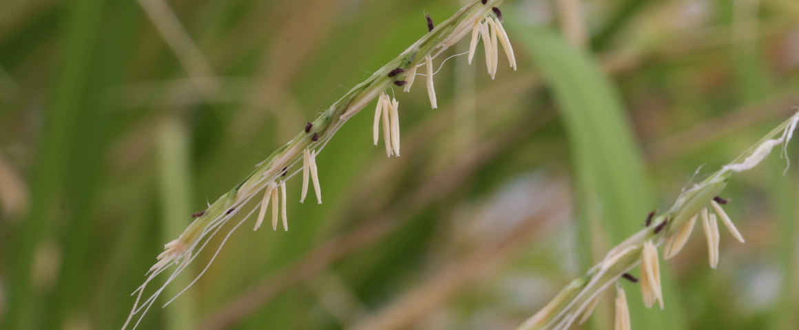 Oryza-longistamimata