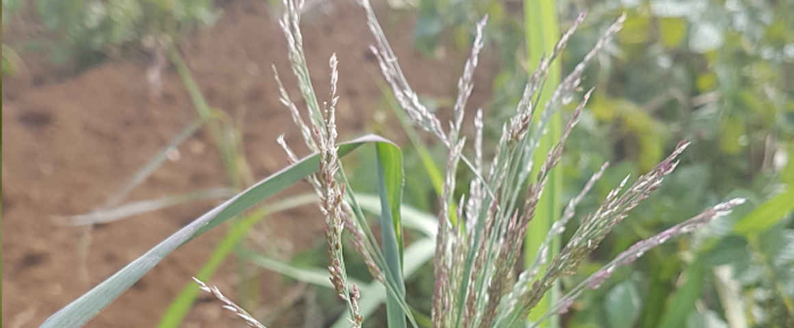 Panicum-subalbidum-Kunth