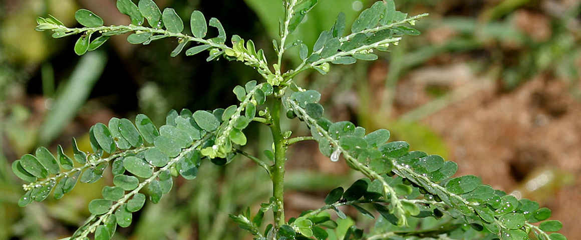 Phyllanthus-amarus-schum