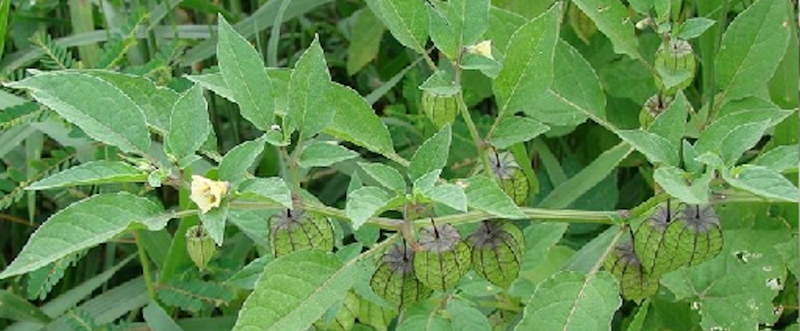 Physalis-angulata-L