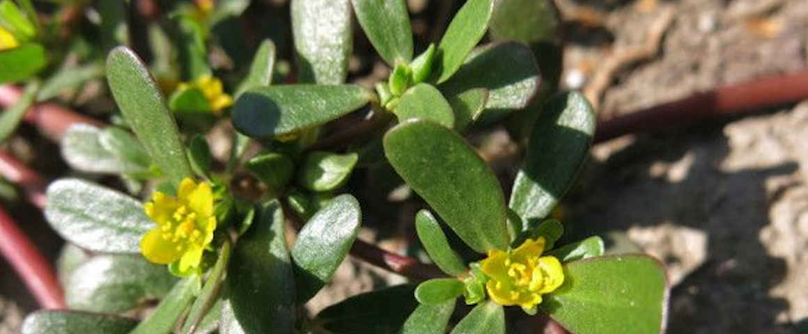 Portulaca-oleracea-L