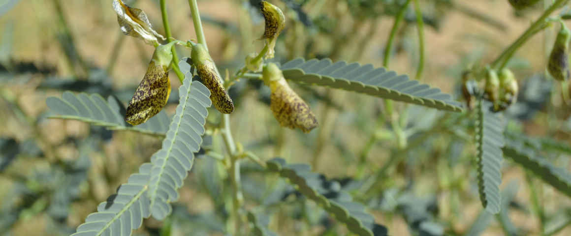 Sesbania-pachycarpa