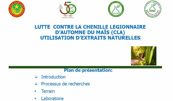 LUTTE CONTRE LA CHENILLE LEGIONNAIRE D AUTOMNE DU MAÏS (CLA) UTILISATION D EXTRAITS NATURELLES