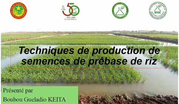 Techniques de production de semences de prébase de riz